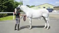 Lameness-trot-up-video.jpg