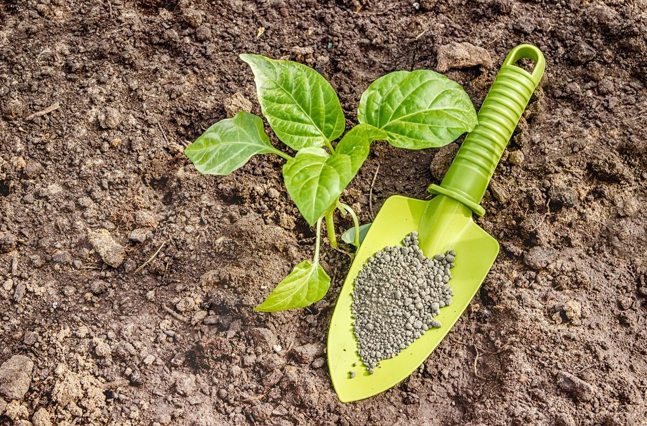 Small Green Garden Shovel Next To Plant