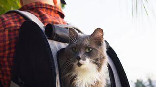 Cat in backpack