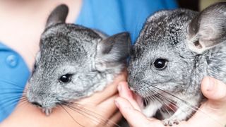 Best exotic pets - two Chinchillas