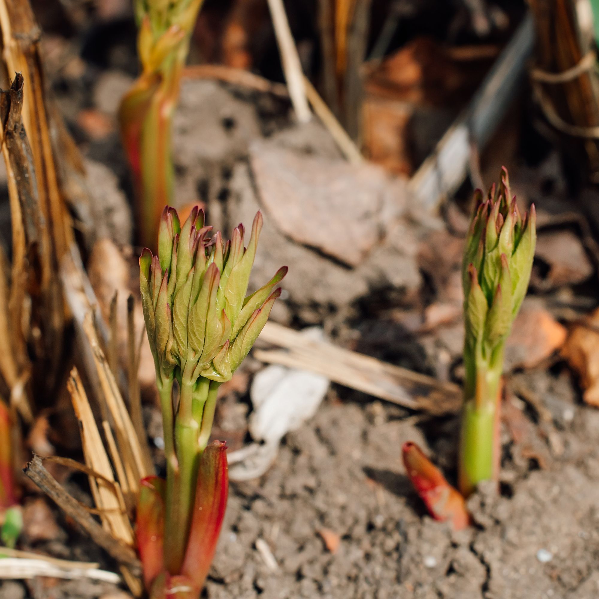 peony shoots
