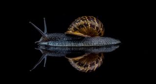 The winning image in the ‘Snails and Slugs’ category is this classic portrait of a garden snail, plucked from his garden rockery, by David Lain from the UK.