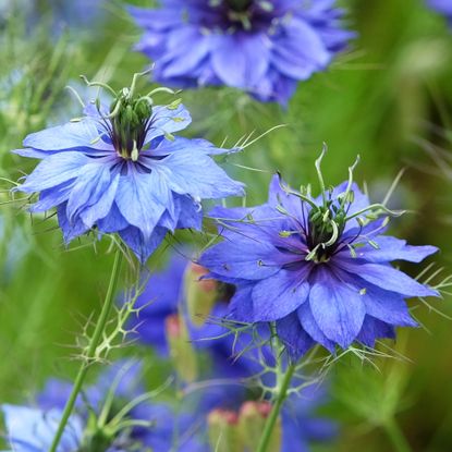 Blue Nigella Love in a Mist flowers