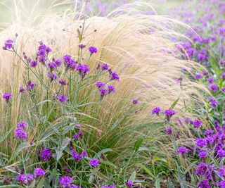 Mexican feather grass and verbena growing in backyard