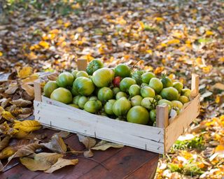 green tomatoes in crate