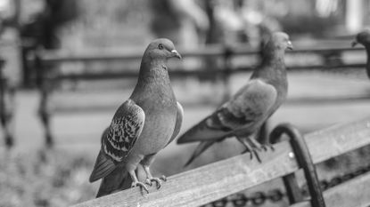 Bird, Wing, Beak, Seabird, Feather, Wildlife, 