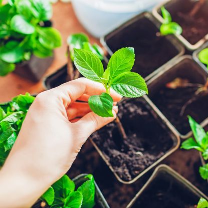 Hydrangeas cuttings are inserted into potting mix