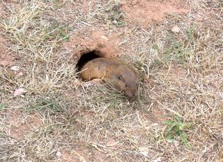 A gopher emerges from its burrow.