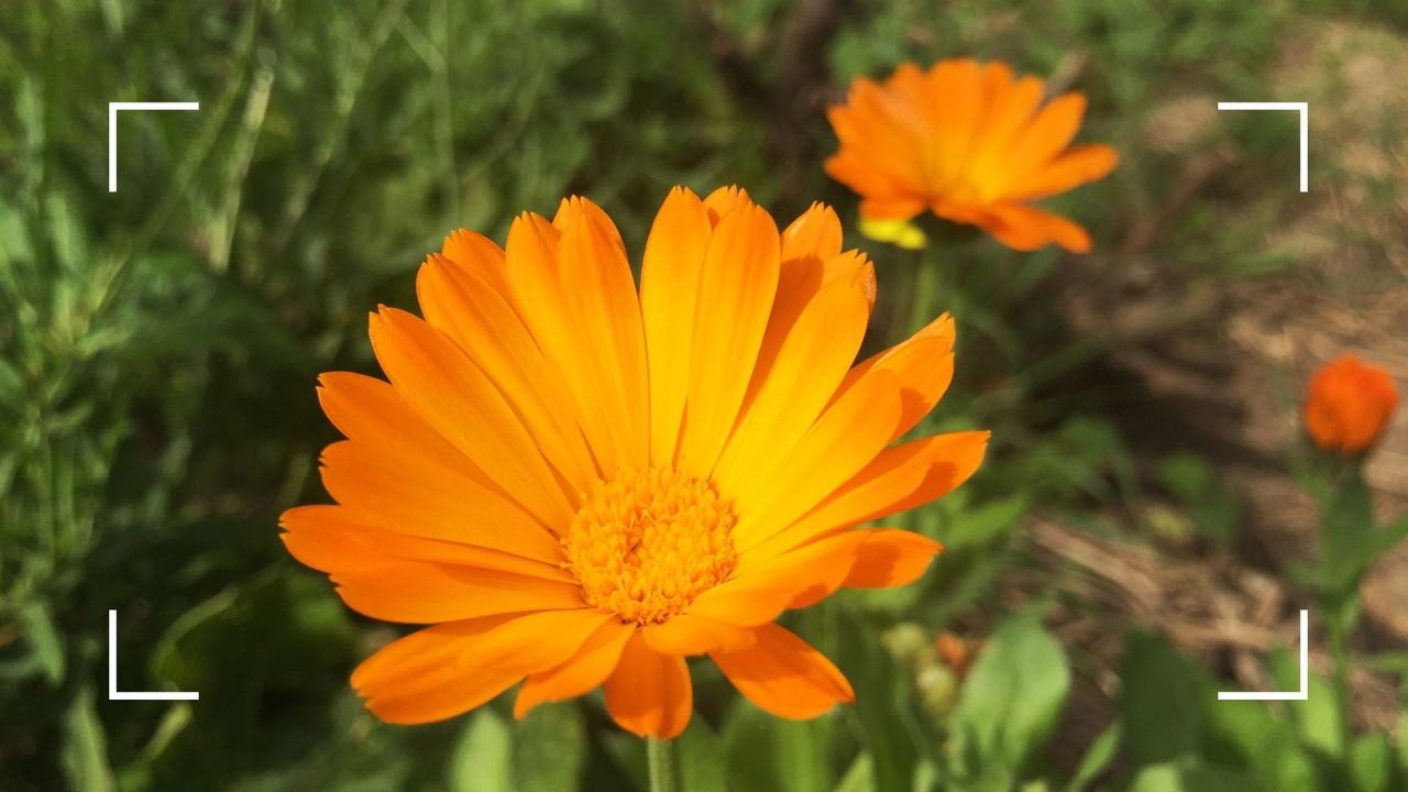 picture of an orange calendula marigold flower in a garden to support an expert&#039;s marigold pest control trick