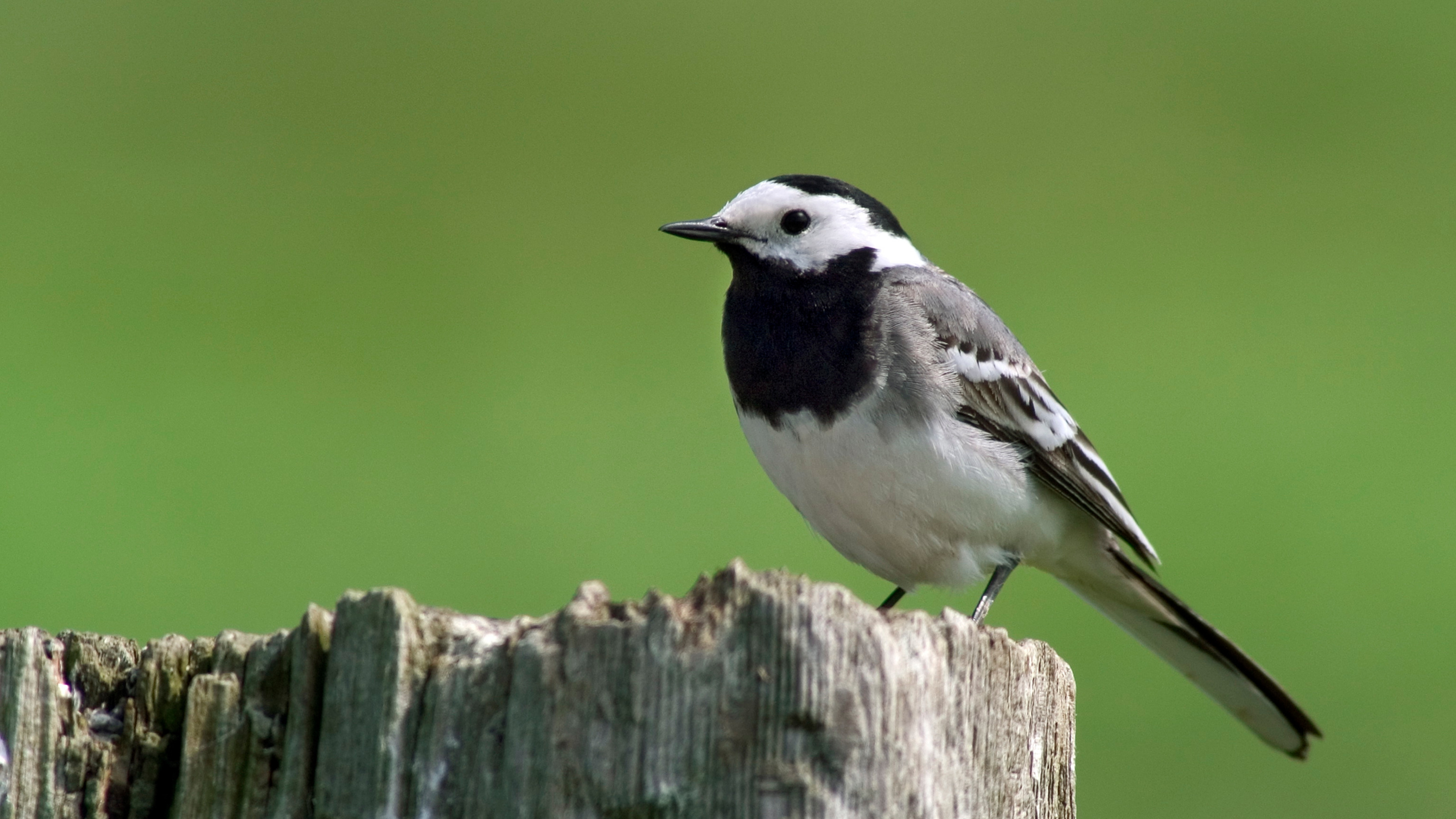 Pied wagtail on a wooden fence post - Arterra - GettyImages-601068056