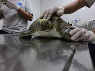 After getting tangled in a fishing net, this green turtle was brought in for rehabilitation.