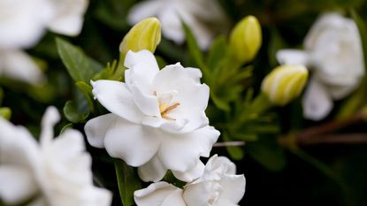 Fragrant white flowers of the gardenia, aka cape jasmine