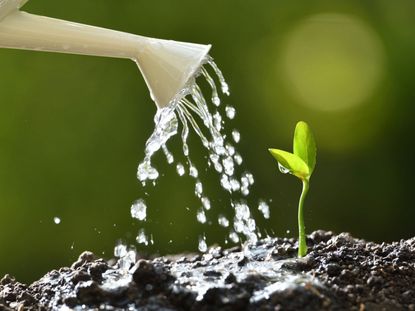 Watering Can Watering A Seedling In Soil