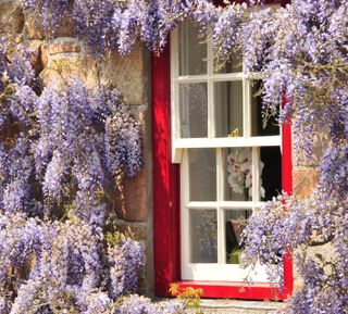 Wisteria framed window