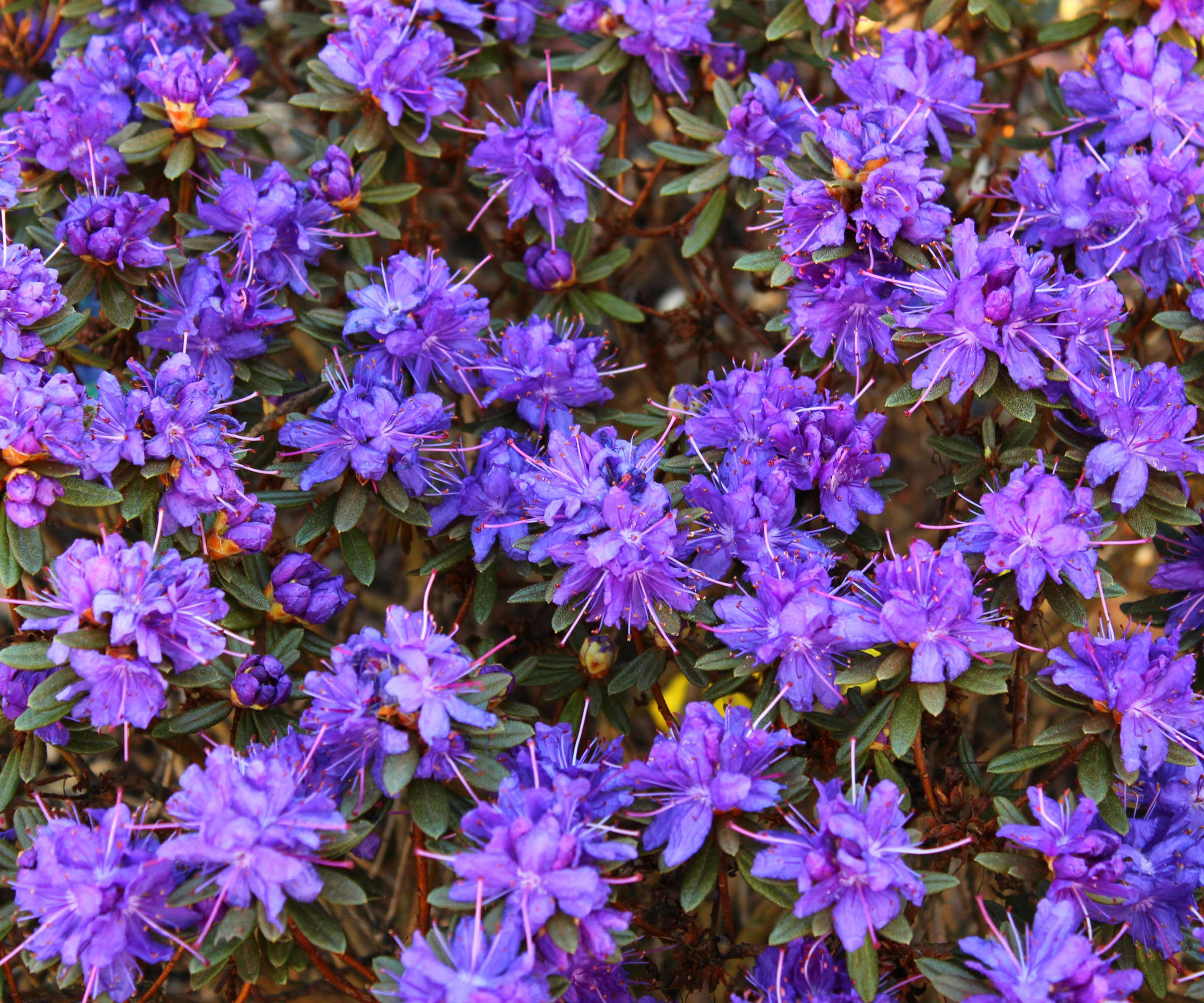 rhododendron Azurika with purple blue flowers