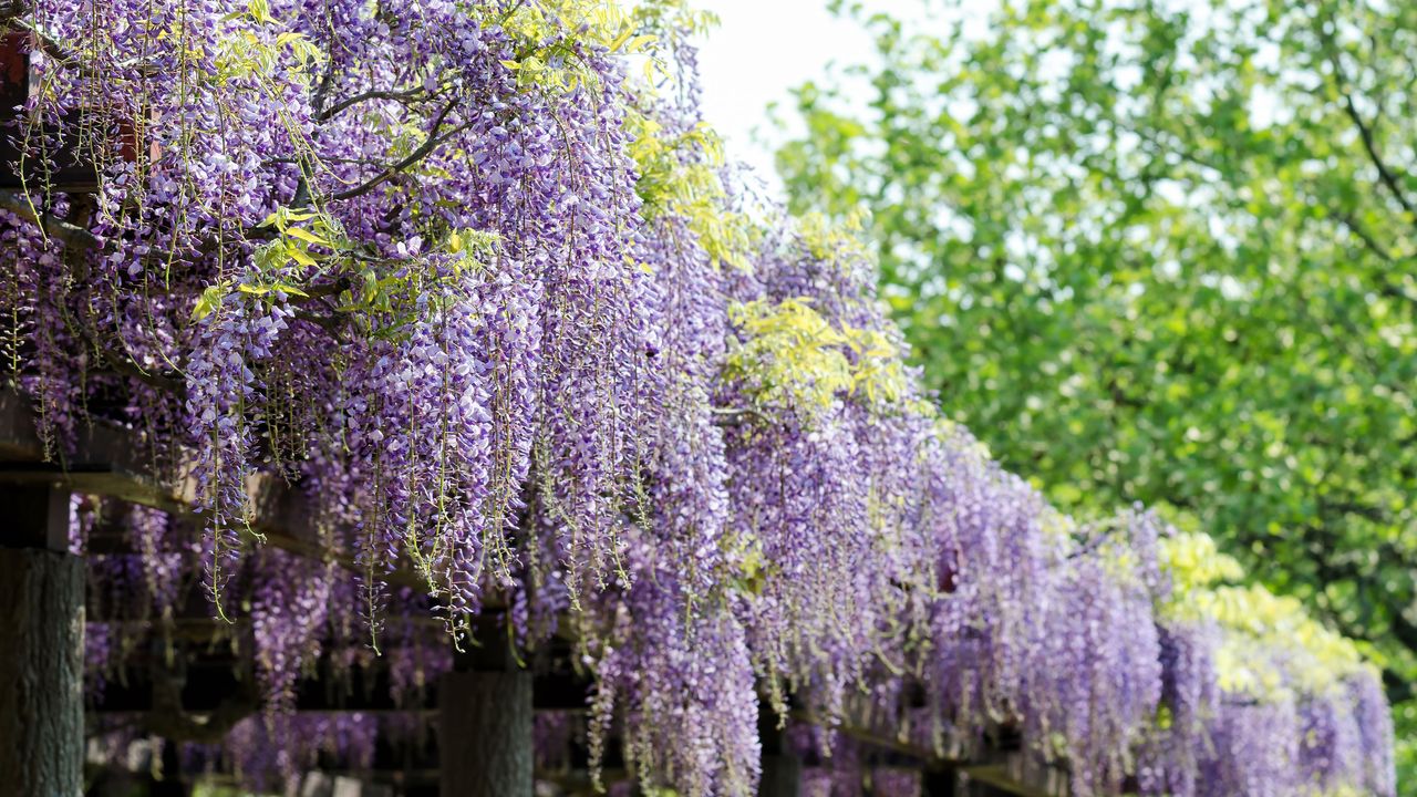 Wisteria floribunda &#039;Domino&#039;