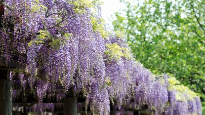 Wisteria floribunda 'Domino'