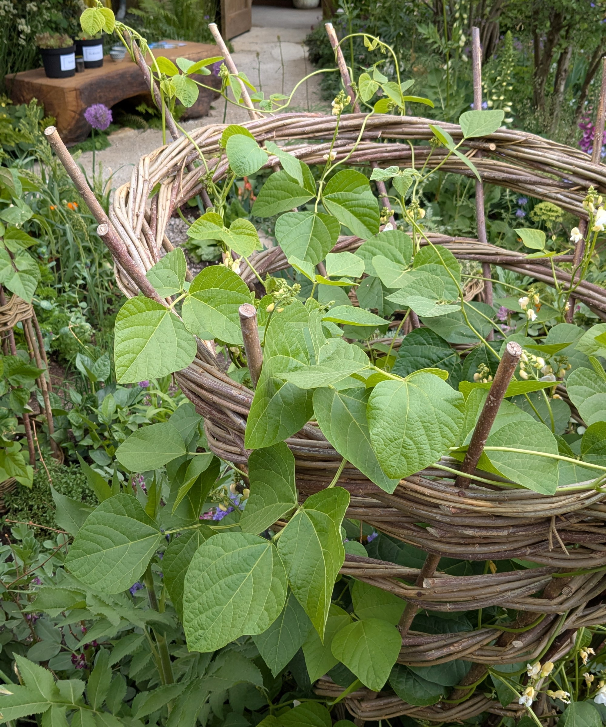 Cowpeas growing in the Garden of the Future at The RHS Chelsea Flower Show