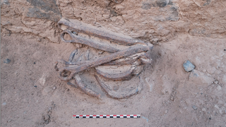 A set of iron shackles being excavated from pinkish brown dirt with a red-white-and-black scale at the bottom