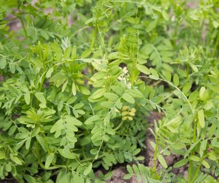 Foliage of the lentil plant growing in the field