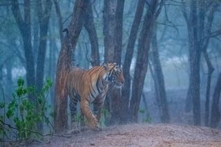 Photograph of a tiger taken by wildlife photographer Archna Singh
