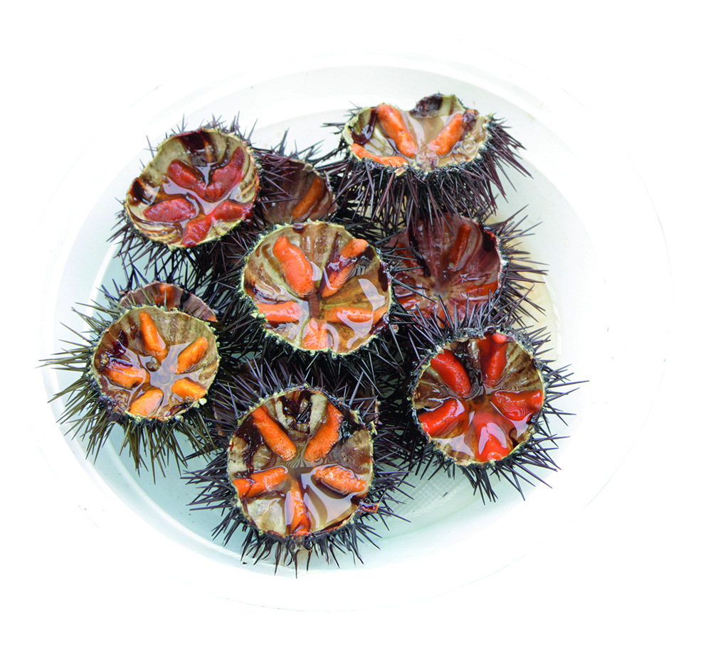 sea urchins