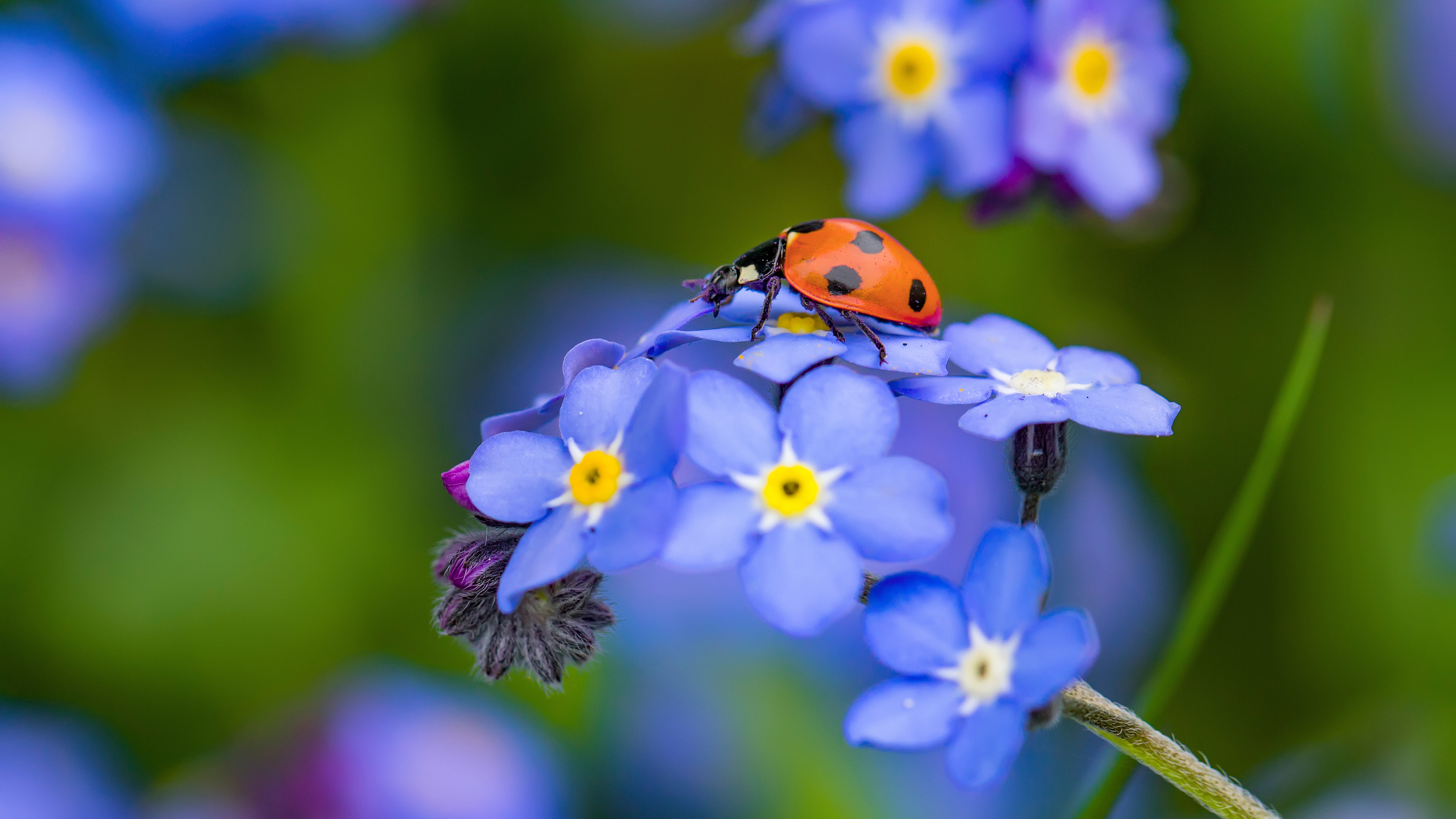 Close-up of ladybirds on a forget me not flower.