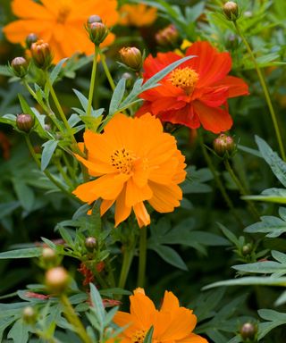 Cosmos Sulphureus Brightness Mixed flowering from scattered plantings