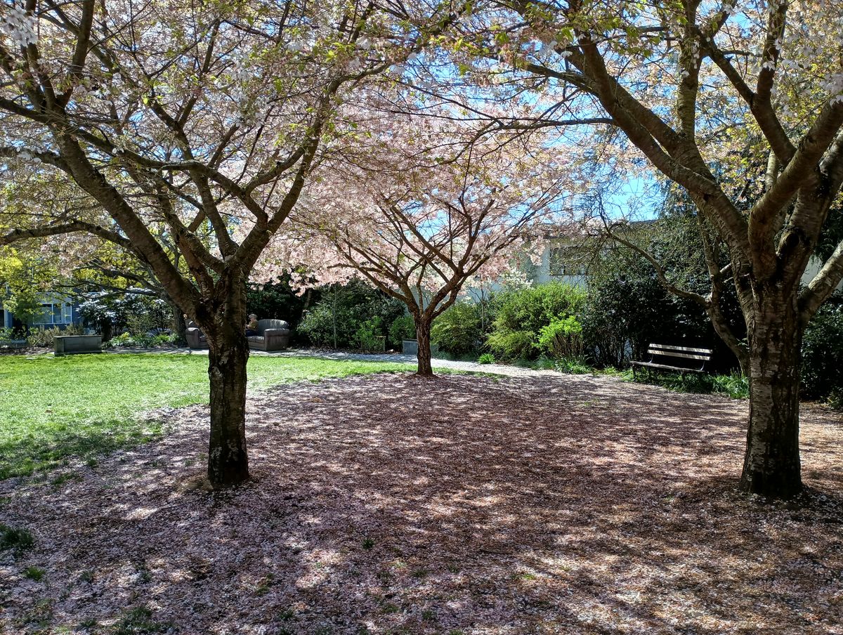 Photo of cherry blossom trees taken with the Moto G Power 5G 2023