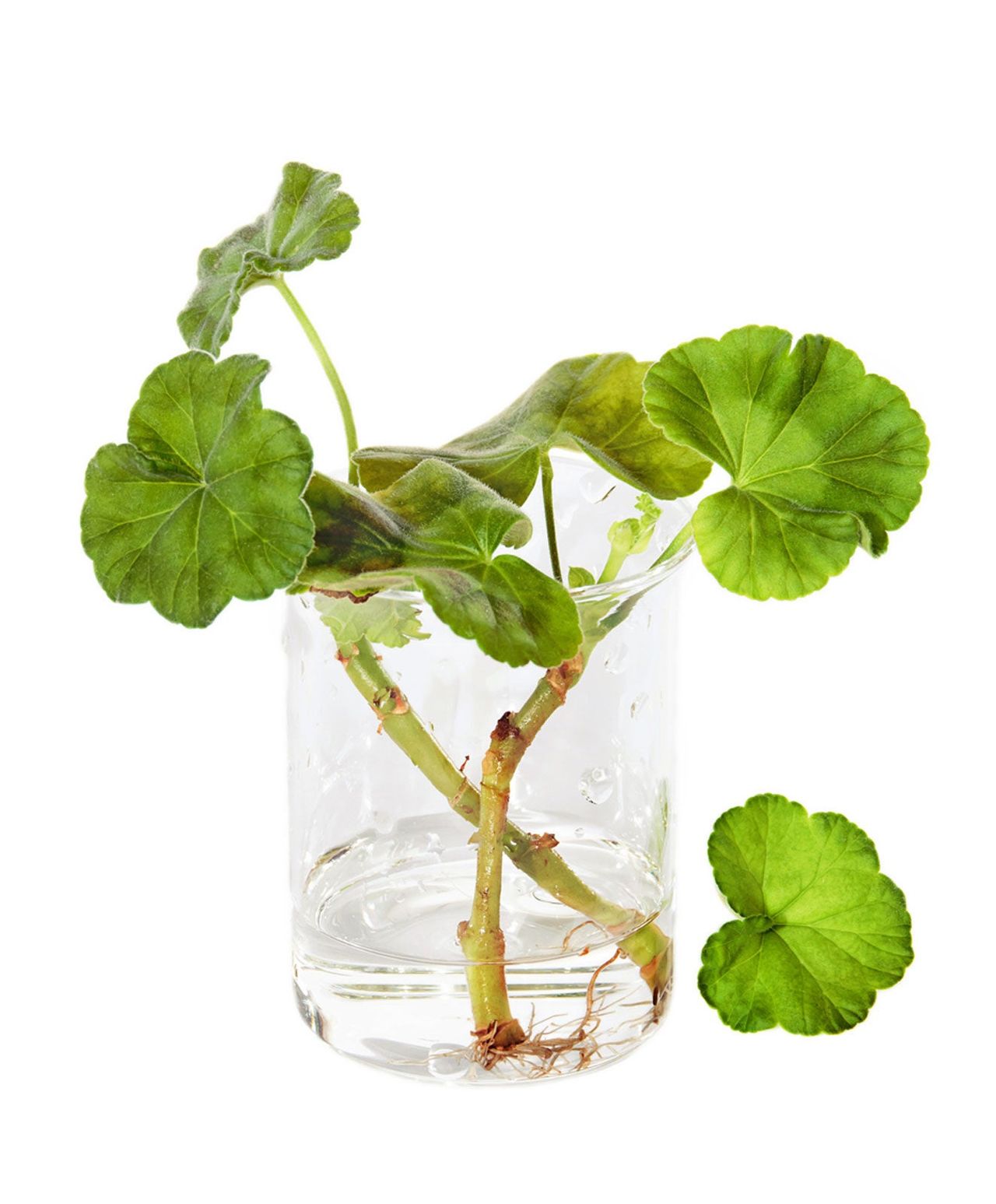 Geranium Cuttings In A Glass Jar Of Water