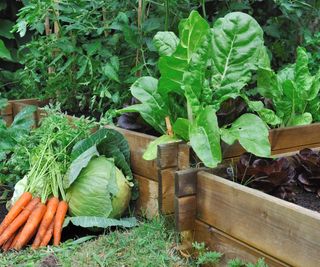 A harvest of crops from a vegetable garden, including carrots and cabbage