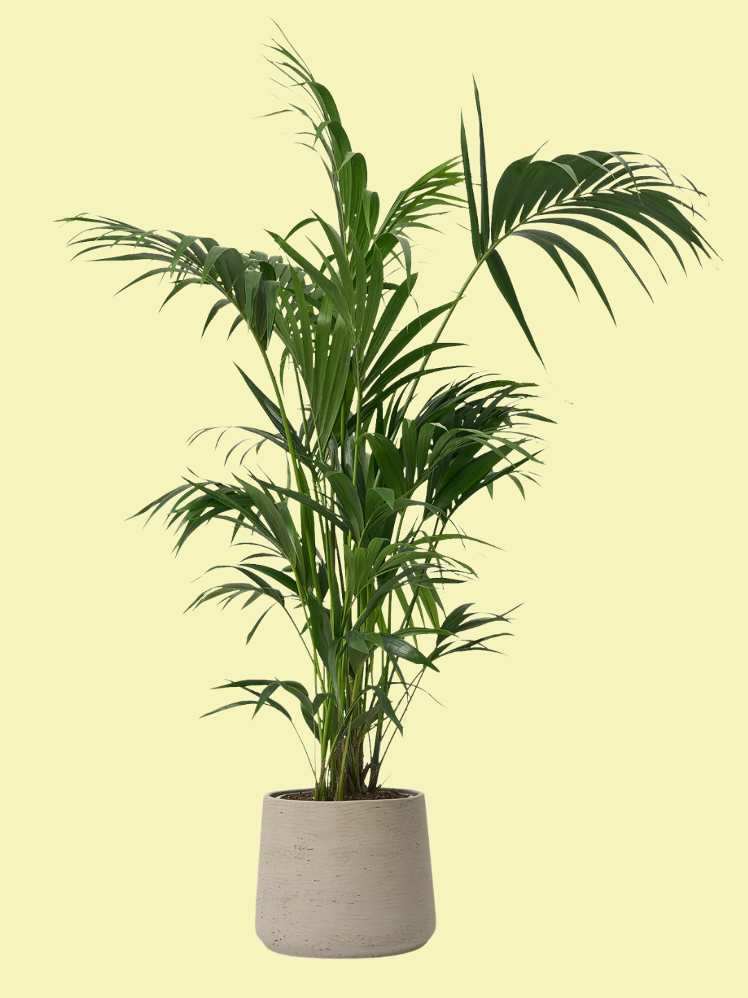 A tall kentia palm in a concrete pot from Patch Plants