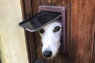 Lurcher dog looking through a cat flap