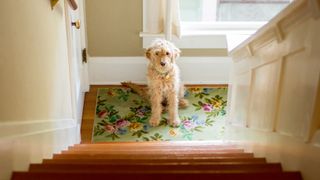 Dog sitting at bottom of stairs looking up