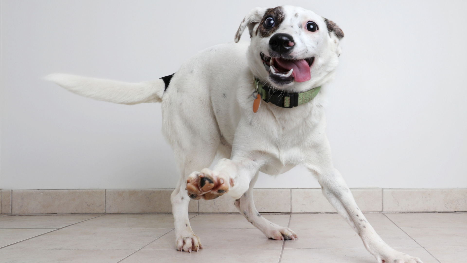 a small, mostly white dog moving jofully on a tile floor