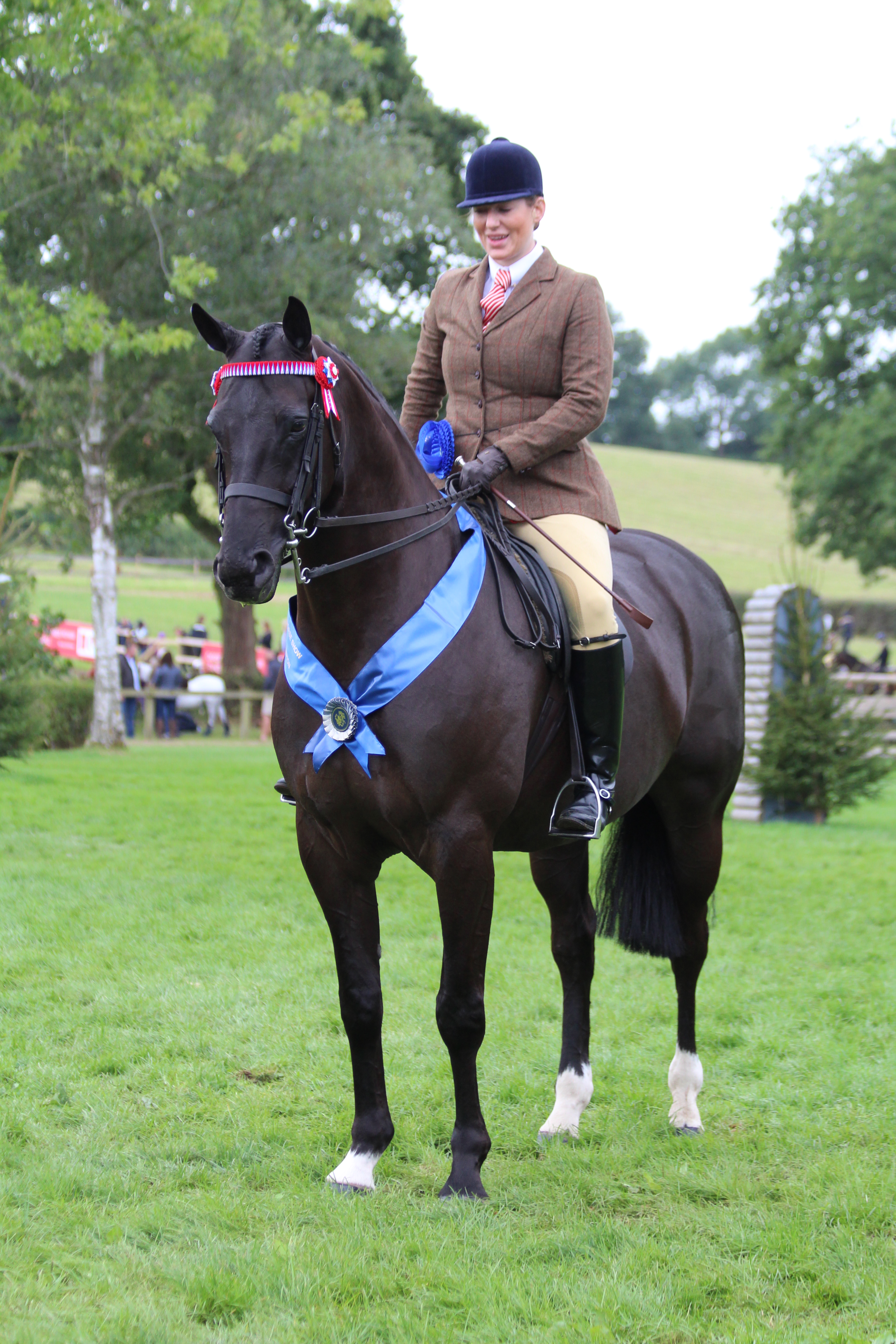 Amateur small riding horse: Toncynfhg Liberation