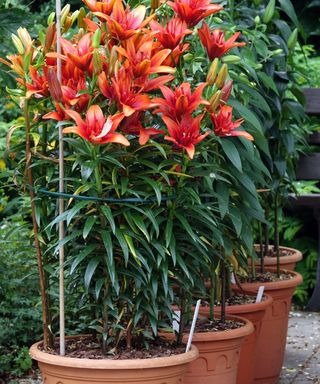 red asiatic lilies growing in containers