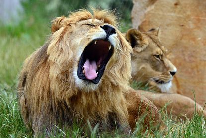 Tsavo Lions. 