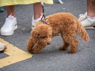 Dogs of the Tour de France