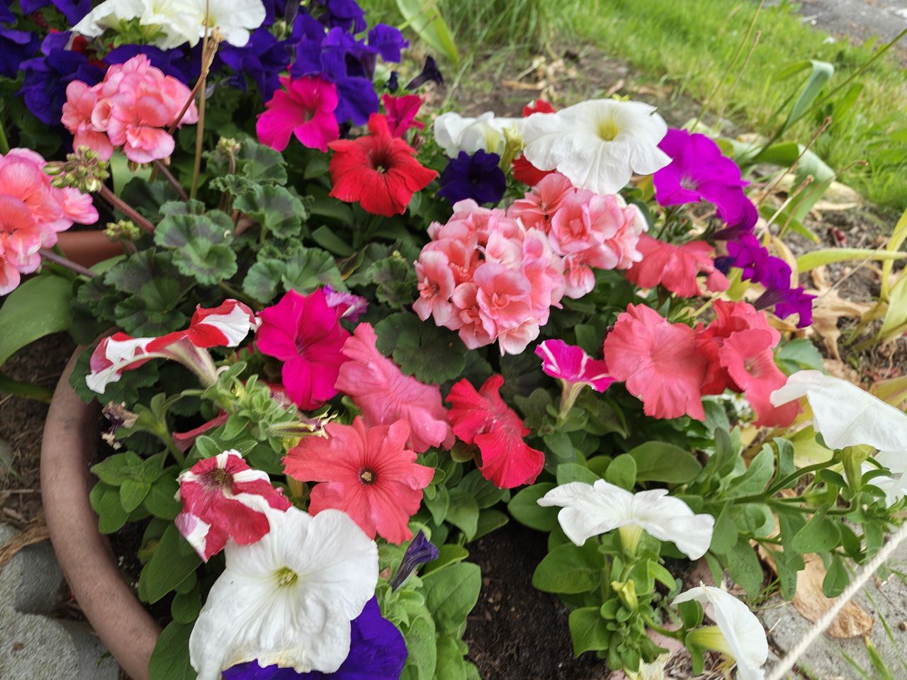 An assortment of color flowers