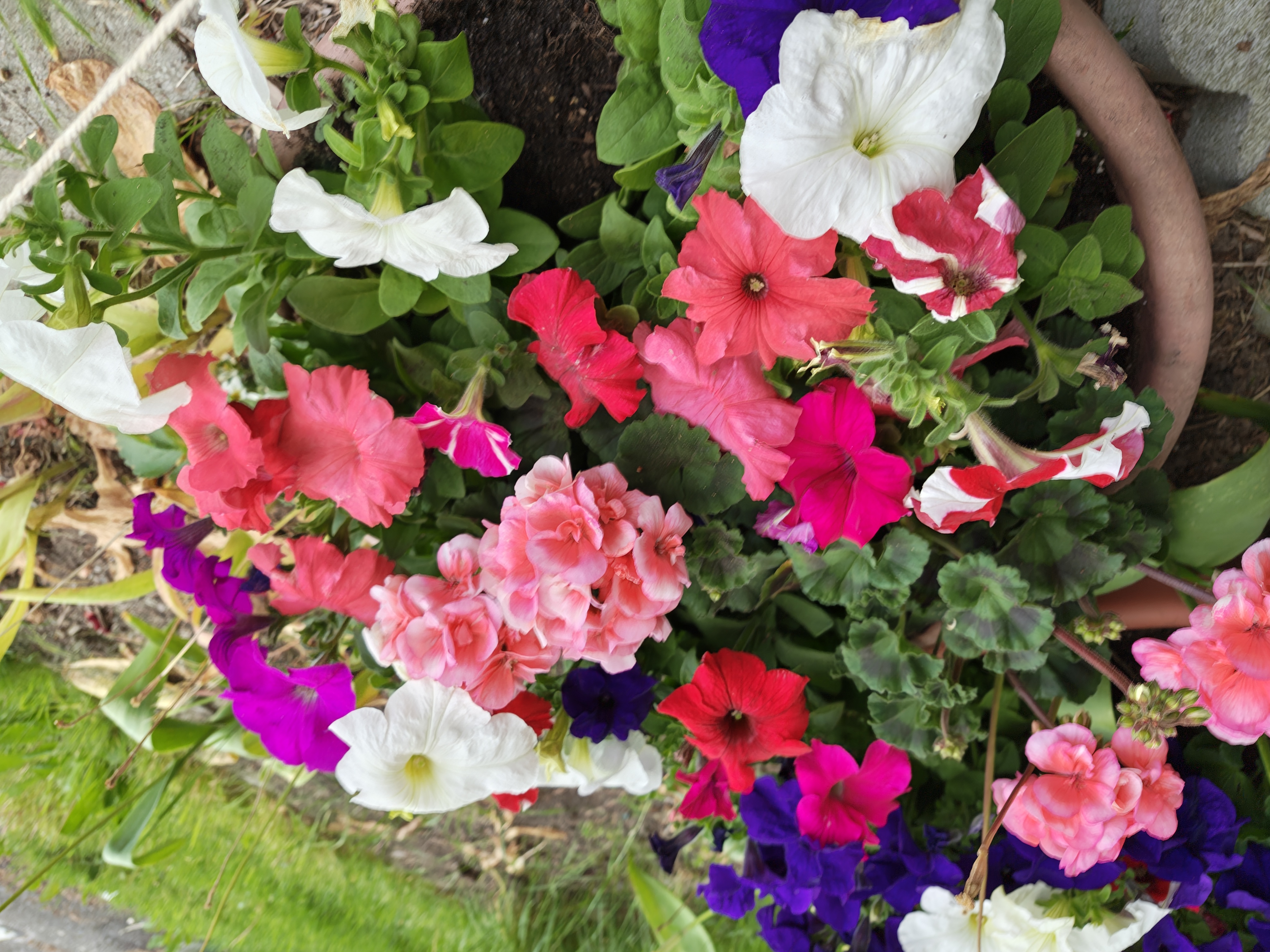 An assortment of color flowers