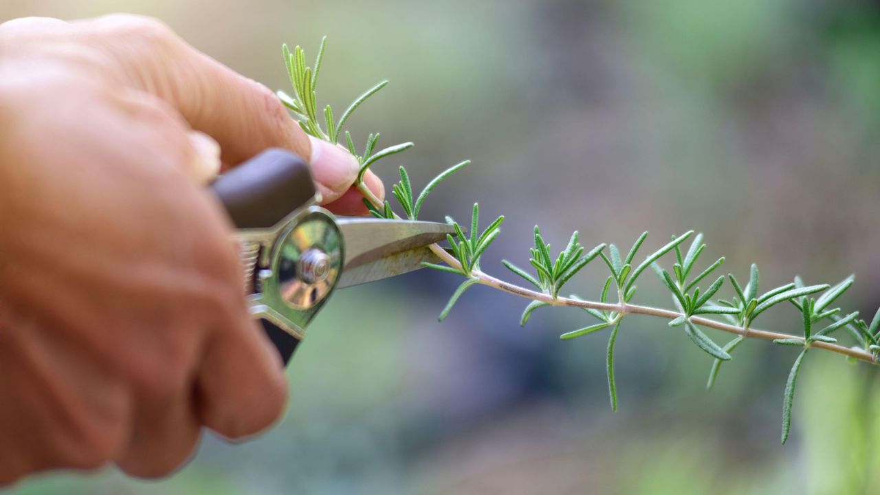 propagate lavender hand cuts a sprig of lavender with secateurs