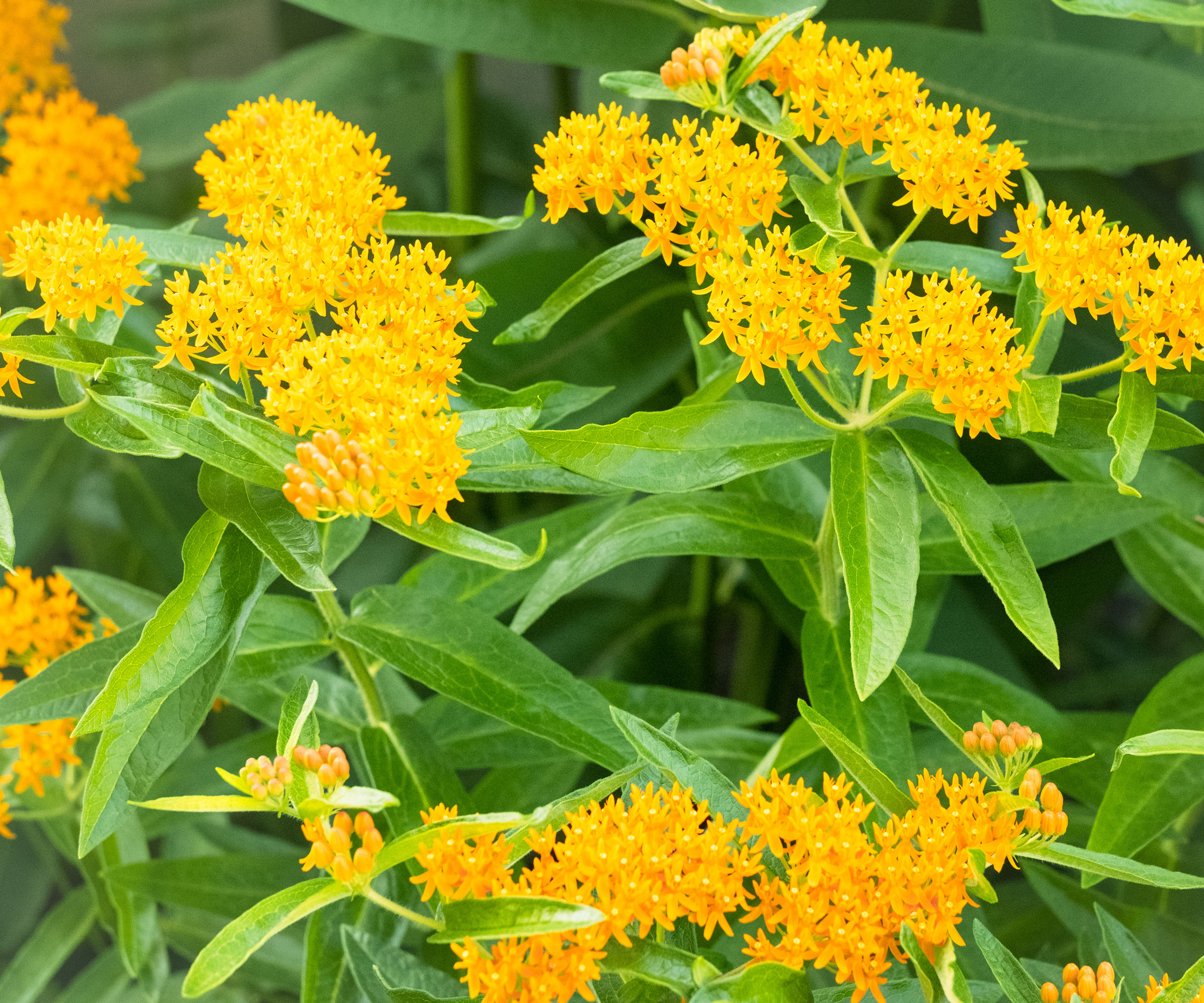 milkweed Hello Yellow growing in border