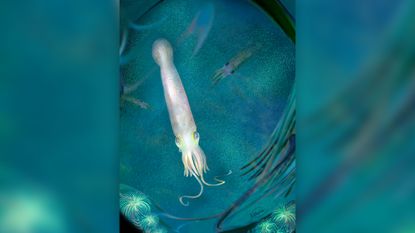 An illustration of the 328 million-year-old vampyropod named after President Joe Biden (Syllipsimopodi bideni).