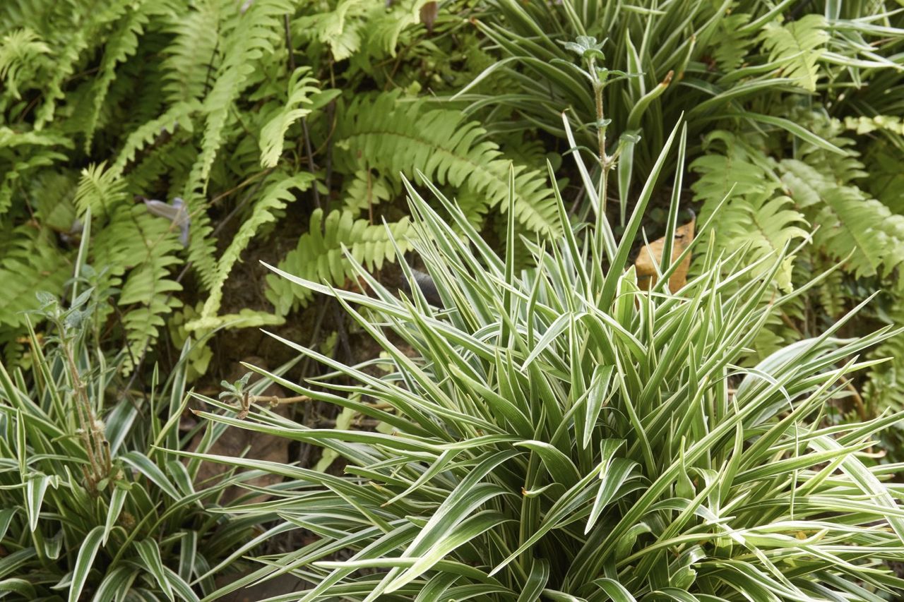 spider plant garden