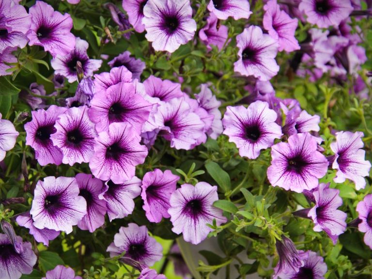 Cold Hardy Annuals - Tips On Choosing Annual Plants For Zone 3 ...