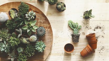 Succulents on a round wooden table and succulents on a wooden floor out of their pots with dirt and roots showing