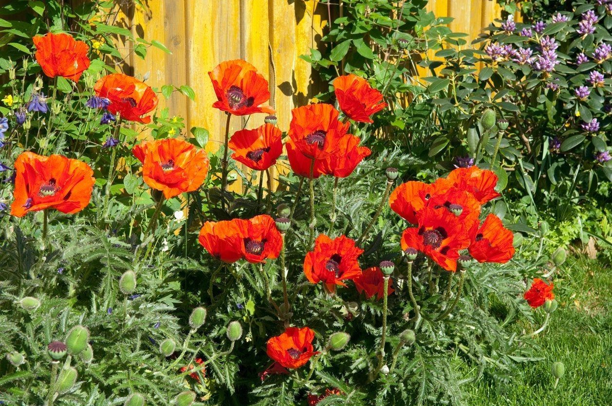 Red Oriental Poppy Flowers