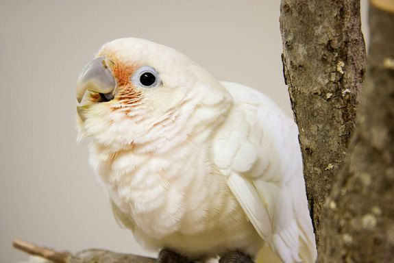 A young Goffin&#039;s cuckatoo on a tree perch.