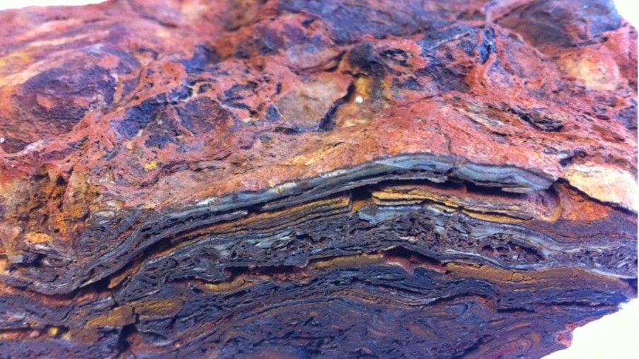 A sample of Dresser Formation stromatolite, showing a complex layered structure formed of hematite, barite, and quartz, and a domed upper surface. 